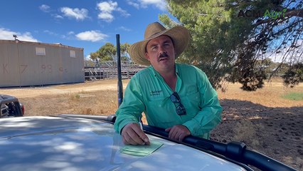 Strathalbyn steers crack $4 a kilogram