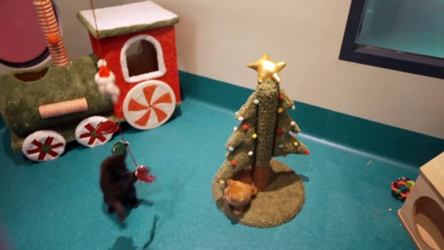 Animal shelters across NSW are at capacity and are struggling to rehome their pets