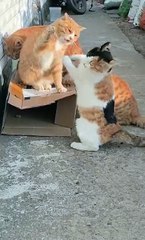 Funniest cats | cute animals  #animals #shorts #cat #cuteanimals