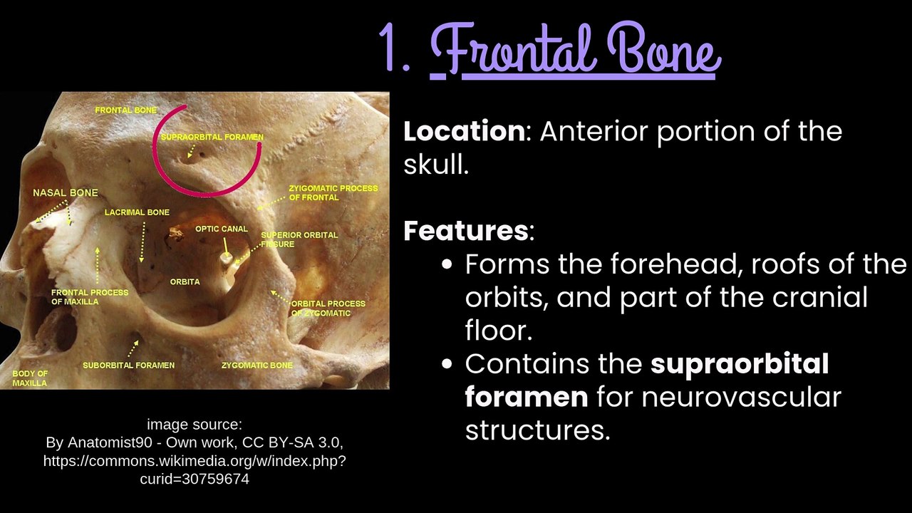 Bones of the Skull: Detailed Overview with Cranial Bones in Focus