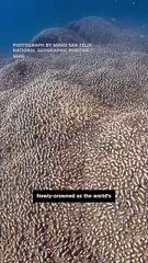 World's Largest Coral Reef