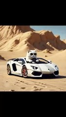 White Cat Drive Lamborghini 😎 _cat _cardriving _shorts _beatboxworld(360P)