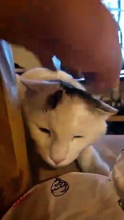 shy cat