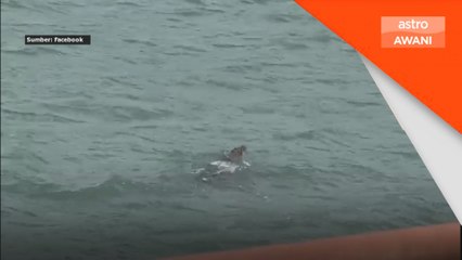 Buaya di Teluk Batik: PERHILITAN nasihat orang awam berwaspada