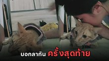 ไวรัลน้ำตาซึม นาทีบอกลาน้องแมว หลังป่วยดัวยโรคเยื่อบุช่องท้องอักเสบ