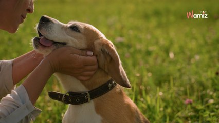 Seine-et-Marne : le chien de la famille sauve les 6 occupants d'une maison qui a pris feu en pleine nuit