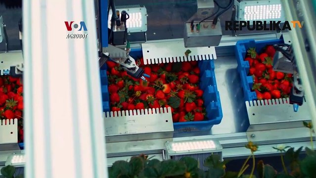 Mudahnya Panen Stroberi dengan Robot Pemetik Stroberi Otomatis