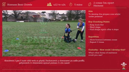 08 Harness Bear Crawls