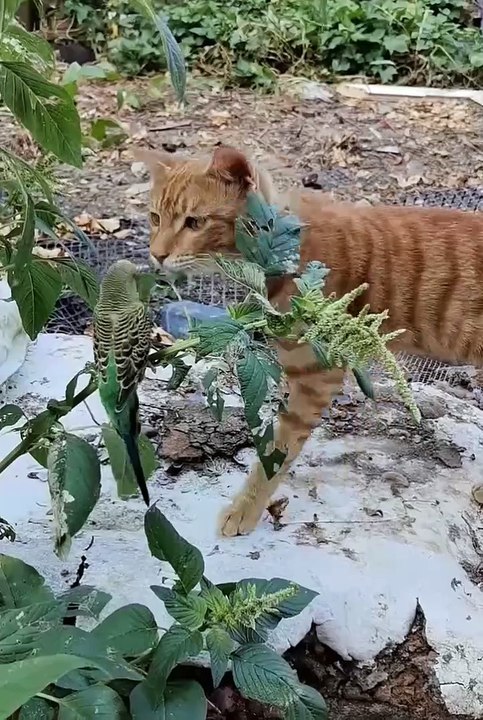 Funniest cats | cute animals  #animals #shorts #cat #cuteanimals