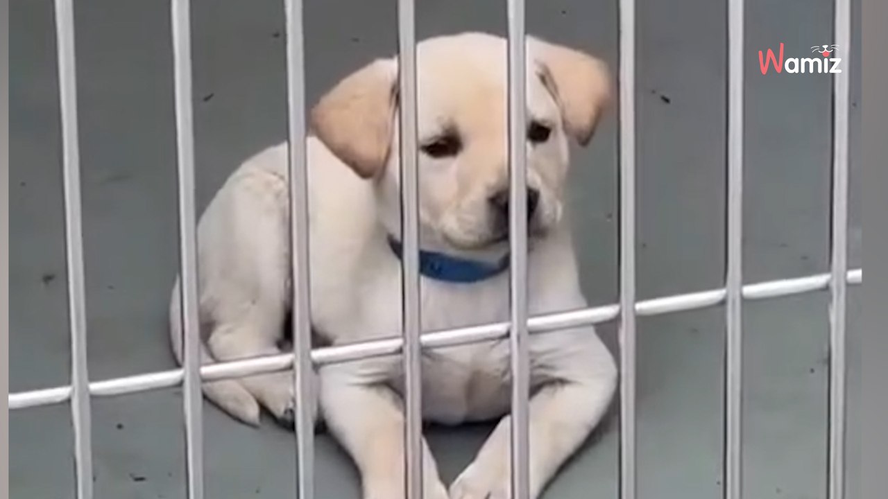 Ce chiot de 7 semaines se retrouve derrière les grilles du chenil : 1M de personnes explosent en larmes (vidéo)