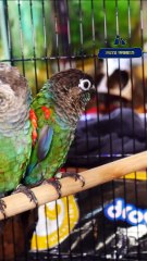 Pearly Conure Adult Pair | പേർളി കോന്യൂർ അഡൾട്ട് ജോഡി