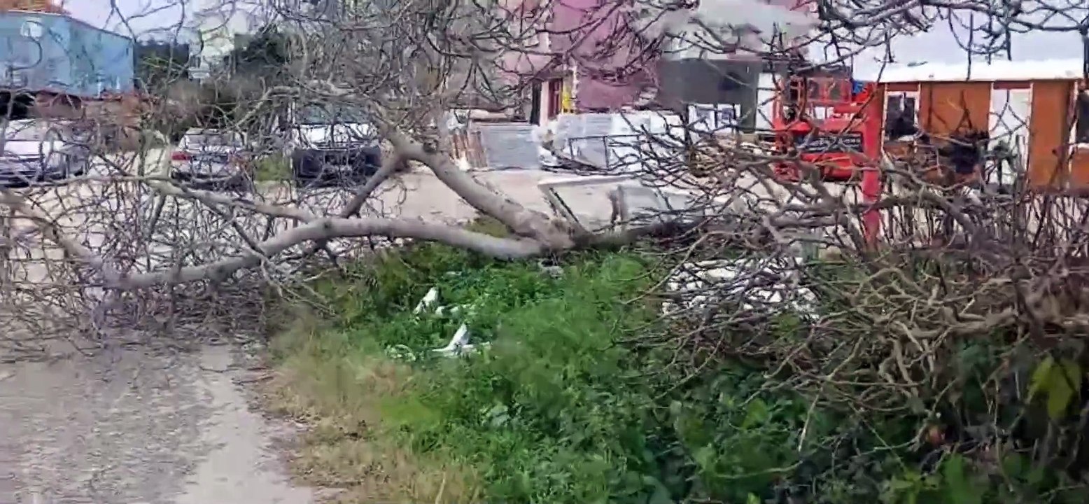 Ağaç devrildi