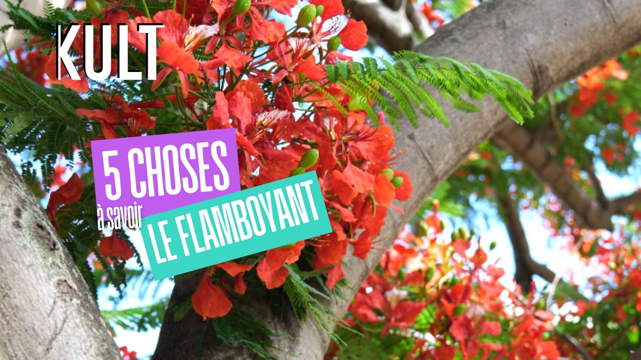 5 choses à savoir sur le flamboyant