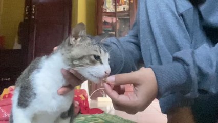 Girl feeding a cat with fish meal ends up with a bitten finger