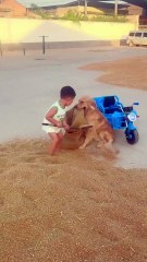 Dogs also have to help with farm work during busy seasons #HumanCubs #Cute  Baby#Golden Retriever