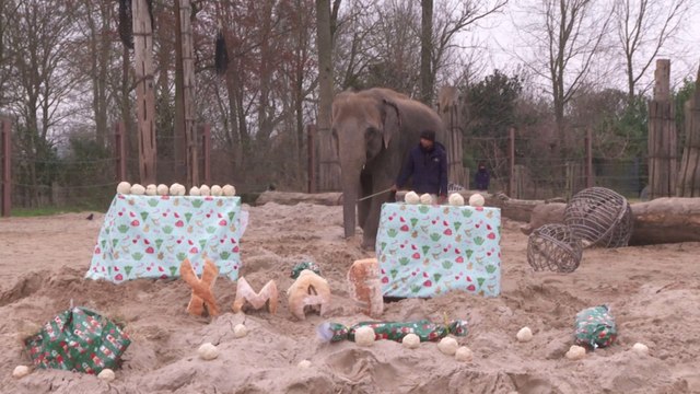 ¡Qué imágenes! Animales en un zoo belga abren regalos de Navidad