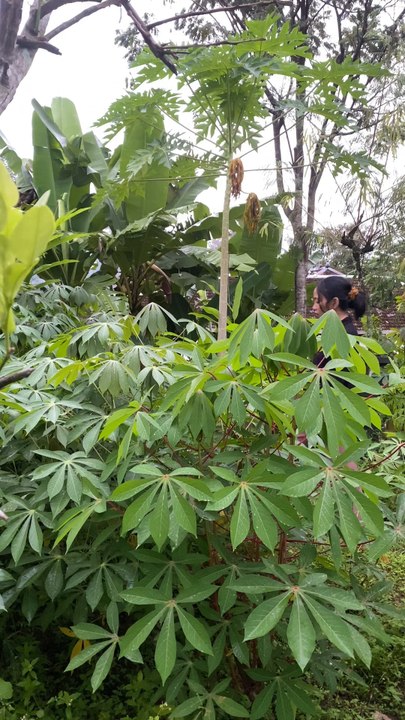 Boiled cassava leaves, chili sauce, and fried fish for dinner