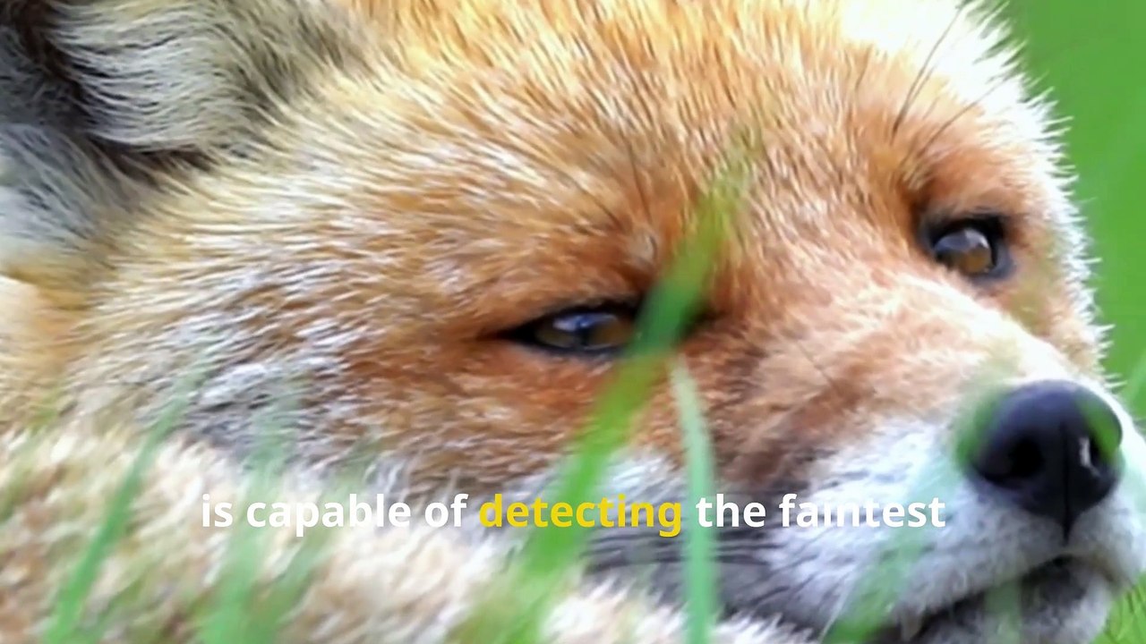Amazing Fox Facts, Secrets of the Wild’s Sneaky Survivors!