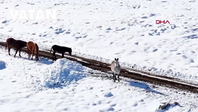 Karla kaplı bölgede gezen yılkı atları dron kamerasında