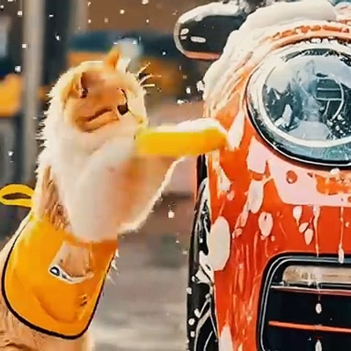 Cat video 😺 | entertainment video