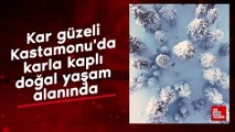 Kar güzeli Kastamonu'da karla kaplı doğal yaşam alanında