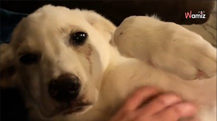 Ce chiot blessé risque l'amputation : personne n'aurait osé imaginer sa transformation 6 mois plus tard (vidéo)