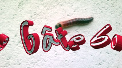 2012-05-22 Le GÂTE-BOIS