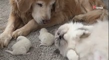 Heartwarming moment Ragdoll cat brings kittens to meet the dog she grew up with (video)