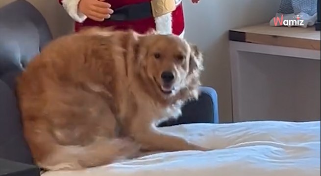 Watch: Video of Golden Retriever and Father Christmas has viewers in stitches