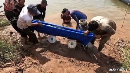 In Cambogia trovati sei pesce gatto giganti del Mekong