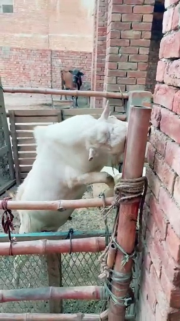 Pets life