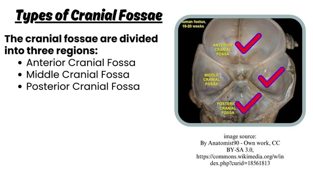 Cranial Fossa Anatomy: Key Landmarks and Detailed Overview | Novice Medic
