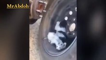 Rescue kittens hiding from the cold inside the car, especially in winter  ....انقاذ القطط الصغيرة التي تختبئ من البرد داخل السيارة خصوصا في فصل الشتاء
