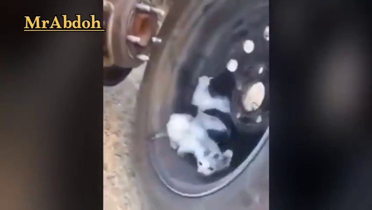 Rescue kittens hiding from the cold inside the car, especially in winter  ....انقاذ القطط الصغيرة التي تختبئ من البرد داخل السيارة خصوصا في فصل الشتاء