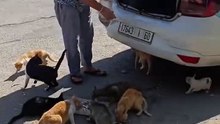 Feeding cats on the street...إطعام القطط في الشارع
