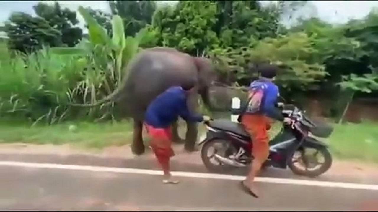 This baby elephant refuses to let the man who raised him leave