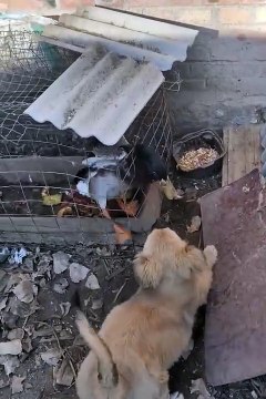 Funniest pets | cute animals #animals #shorts #funniestpets #cutedogs #cutepets