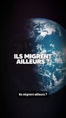 Que deviennent les moustiques en hiver ?