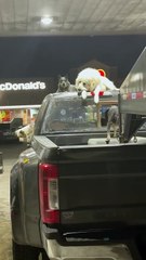 Big dogs stand guard on the top of the truck while the puppies play in the bed!