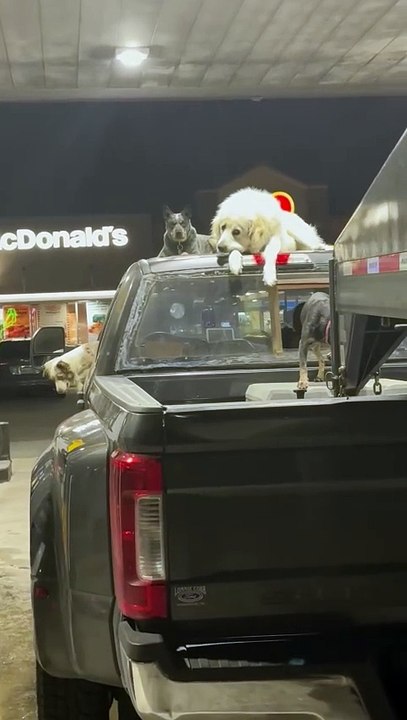 Big dogs stand guard on the top of the truck while the puppies play in the bed!