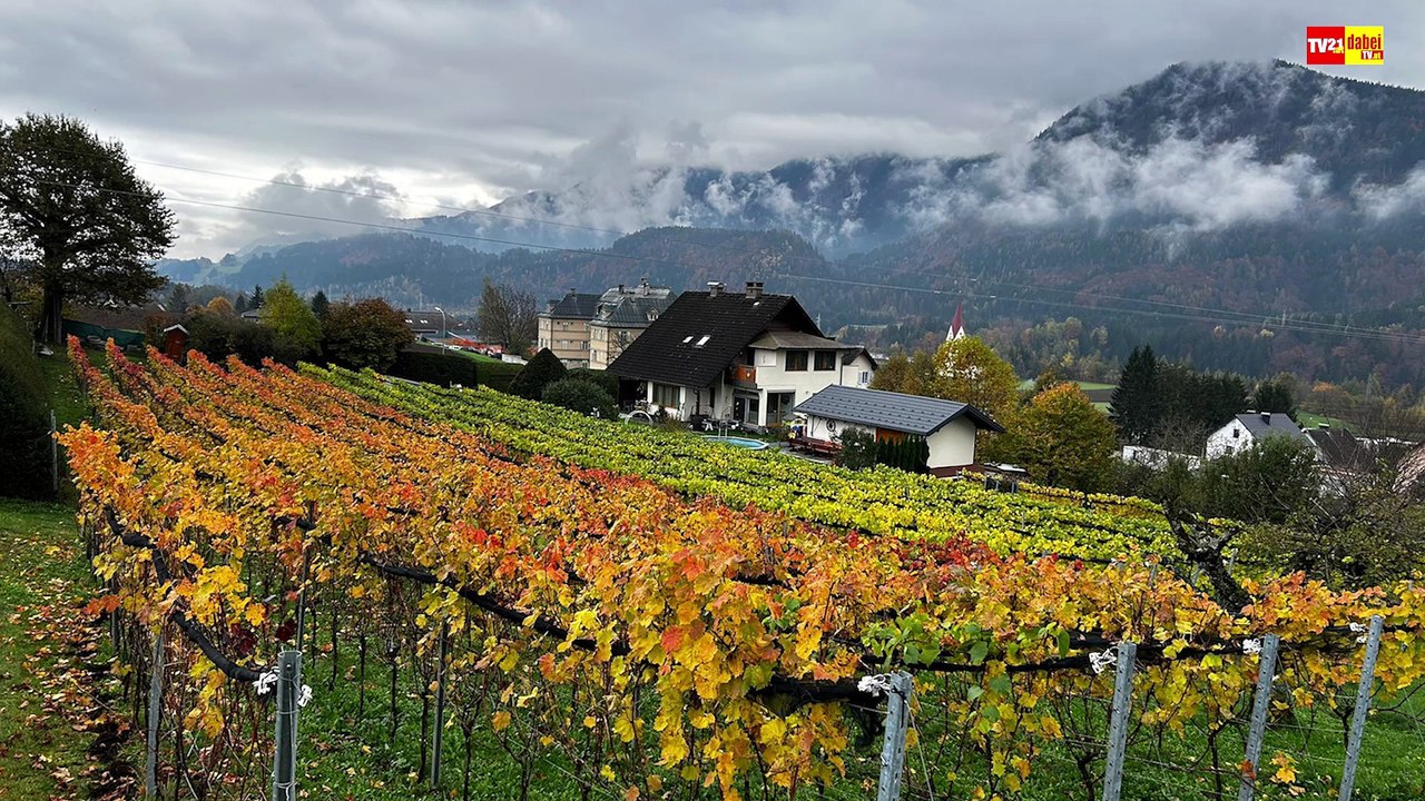 Patrick Fina Wein aus Kärnten