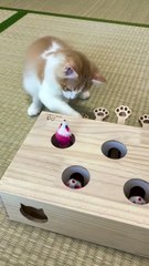kucing galau