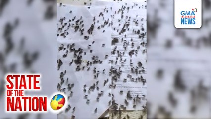 Sandamakmak na langaw, namemerwisyo sa mga residente | SONA