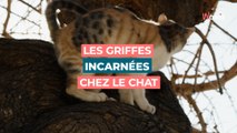 Que faire en cas de griffe incarnée chez le chat ?