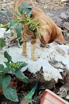 Funniest pets | cute animals #animals #shorts #funniestpets #cutedogs #cutepets