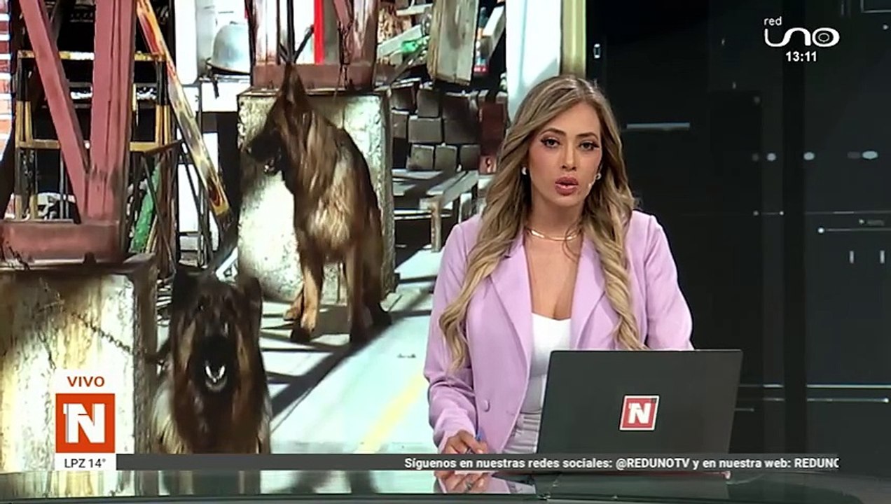 tarija denuncian que dos perros murieron por alimento envenenado