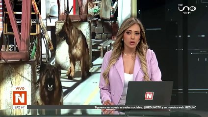 tarija denuncian que dos perros murieron por alimento envenenado