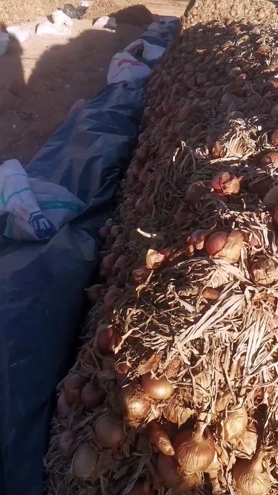 شاهد فلاح واحد أنتج من البصل ما يكفي دولة لمدة سنة بولاية سعيدة