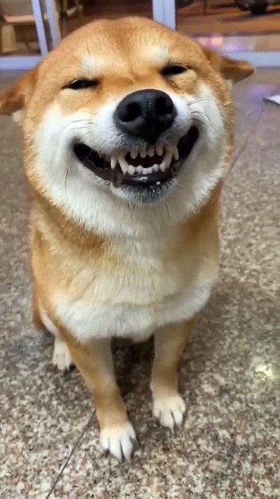 dog training 4