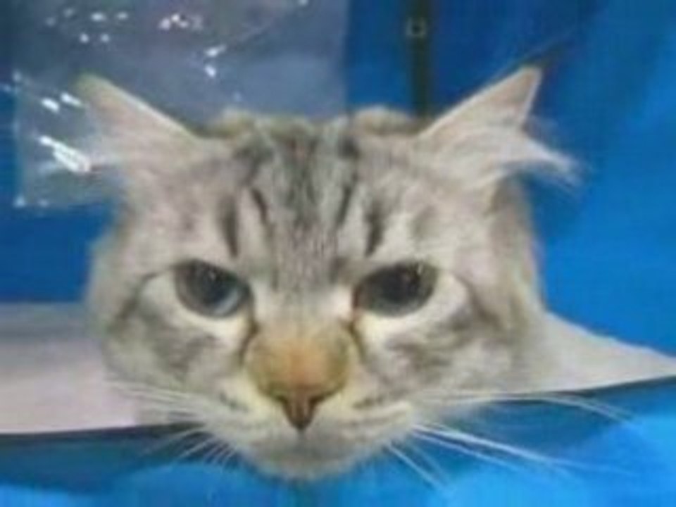 DURE MATIN D'UN CHAT